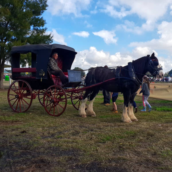 A horse drawn carriage at Winterfest